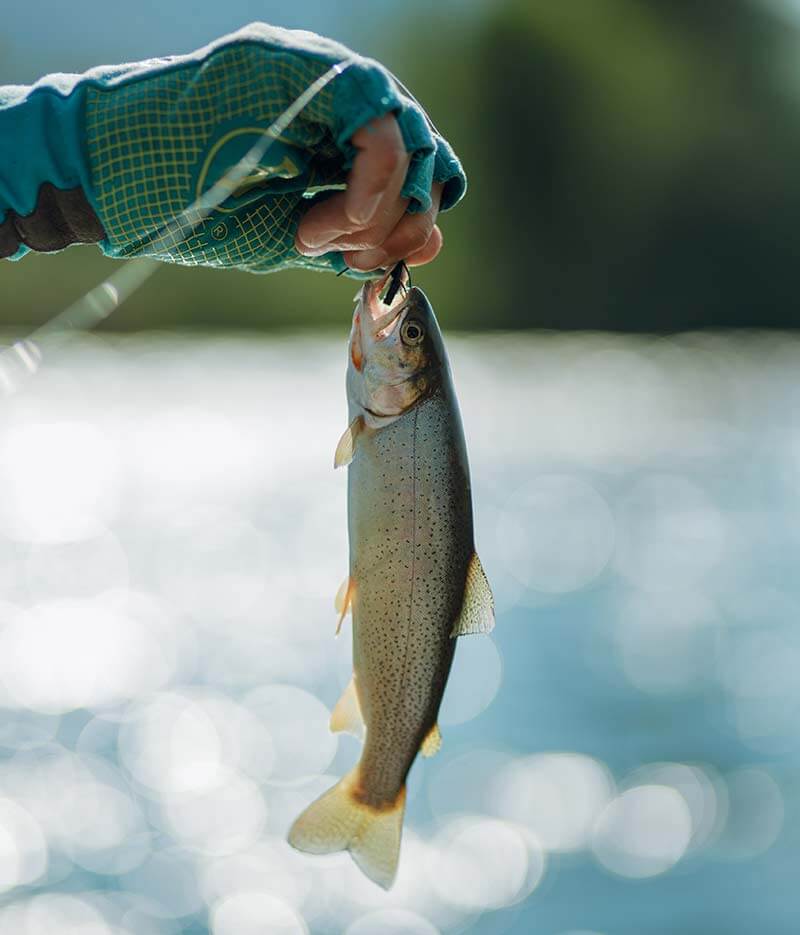 Snake River trout fishing